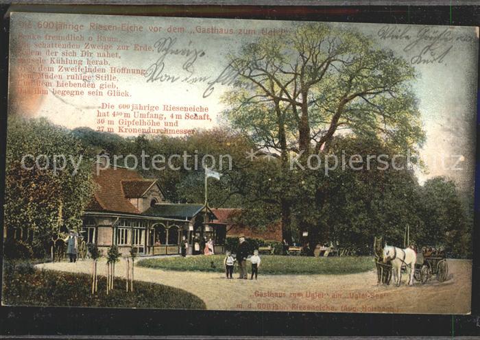Uglei See Gasthaus zum Uglei 600-jaehrige Rieseneiche