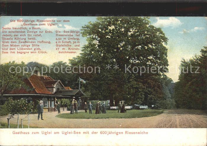 Uglei See Gasthaus zum Uglei 600-jaehrige Rieseneiche