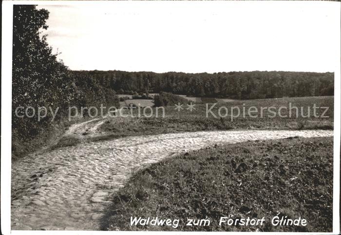 Schoenwalde Bungsberg Waldweg Forstort Glinde