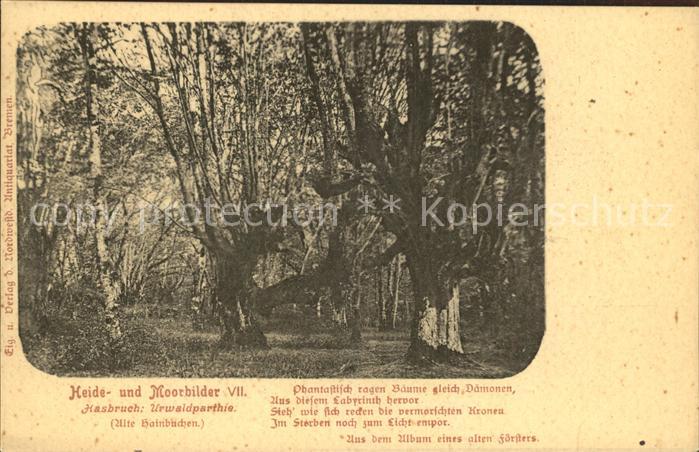 Oldenburg Niedersachsen Heide Moorbilder Hasbruch Urwaldpartie