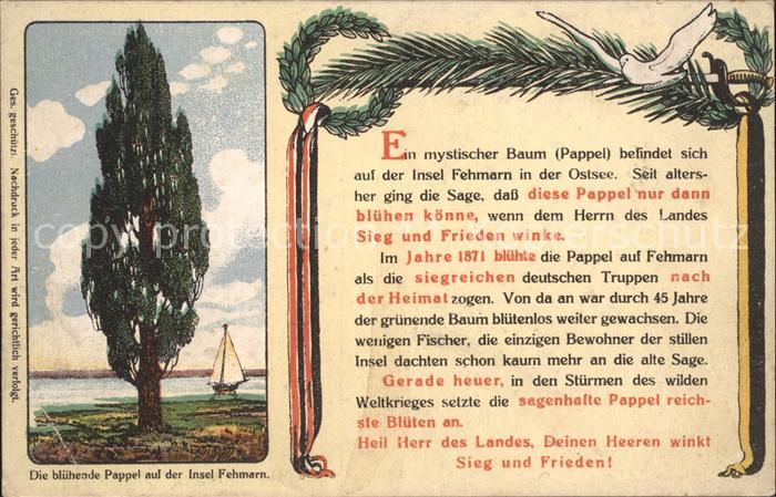 Fehmarn Bluehende Pappel