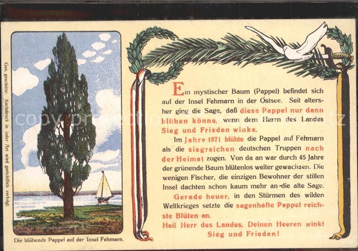 Fehmarn Bluehende Pappel