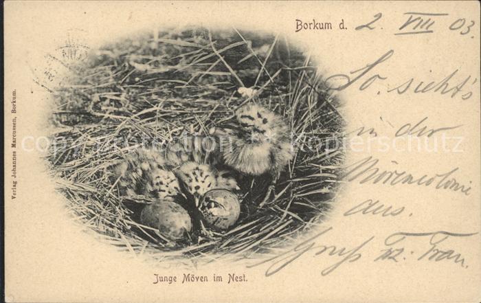 BORKUM Nordseebad Niedersachsen Junge Moewen im Nest