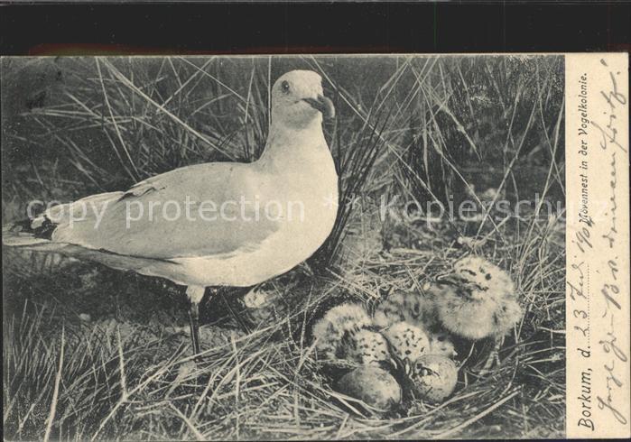 BORKUM Nordseebad Niedersachsen Moewennest in der Vogelkolonie