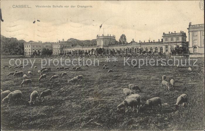 Cassel Kassel Weidende Schafe vor der Orangerie