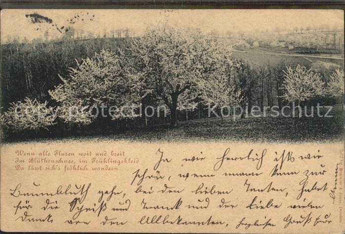 DRESDEN Elbe Waldpartie