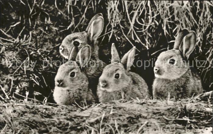 Hasen Junge Wildkaninchen