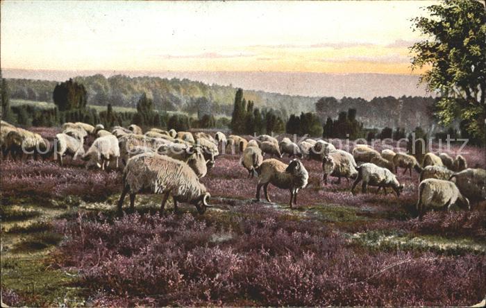 Schafe Weidende Heidschnucken Lüneburger Heide