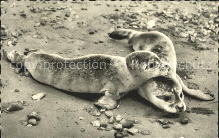 Seehunde Robben Insel Sylt