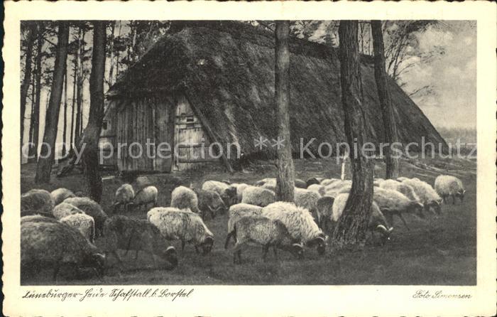 Schafe Lueneburger Heide Schafstall Borstel