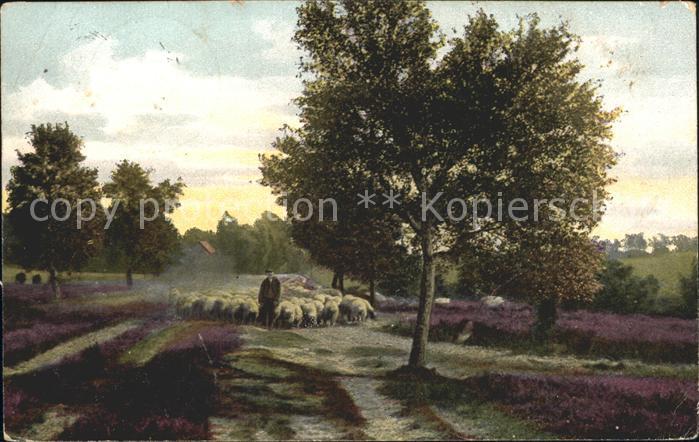 Schafe Hirte Lueneburger Heide Heimkehrende Schnuckenherde