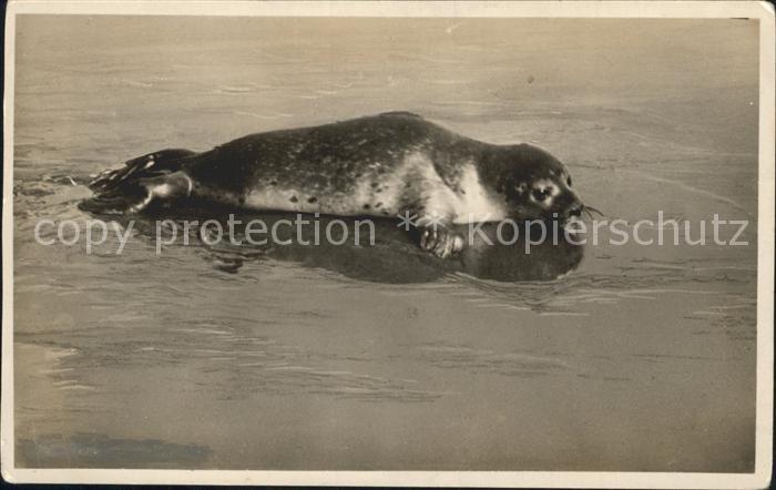Seehunde Robben Borkum Wattenmeer