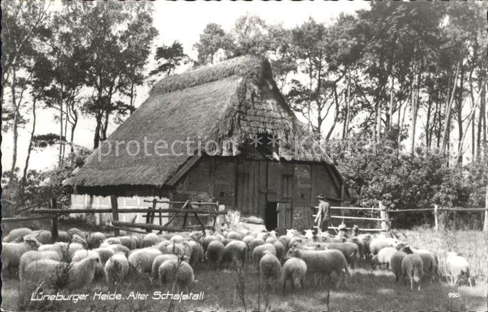 Schafe Lueneburger Heide Alter Schafstall