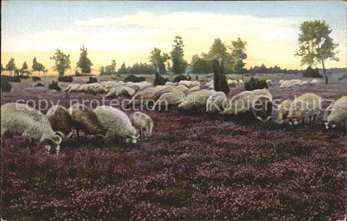 Schafe Lueneburger Heide Weidende Heidschnucken