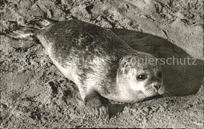 Seehunde Robben Juist Strand