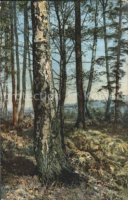 Verlag Photochromie Nr. 1656 Dresdner Heide Stechgrund