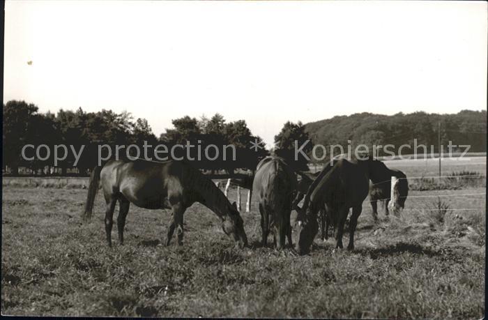 Pferde Bad Bederkesa