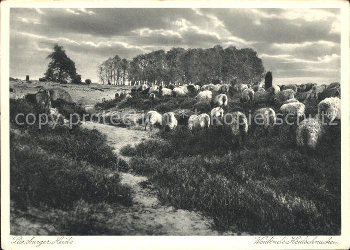 Schafe Lueneburger Heide Weidende Heidschnucken