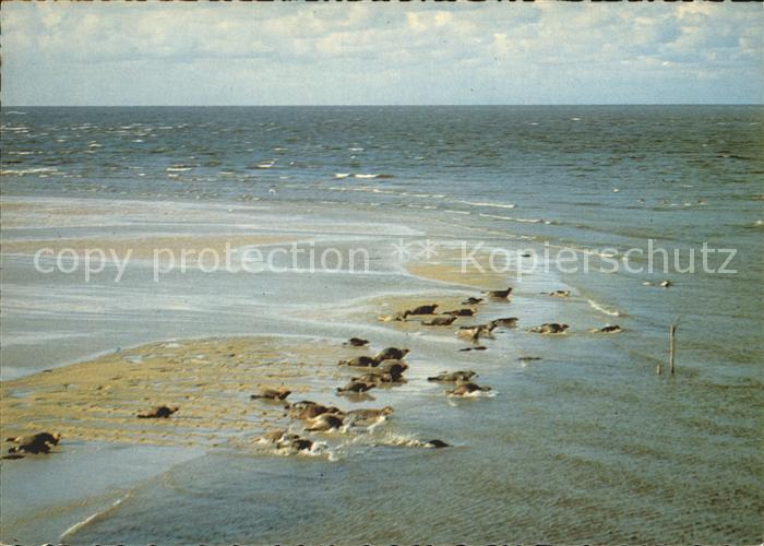 Seehunde Robben Ostfriesland