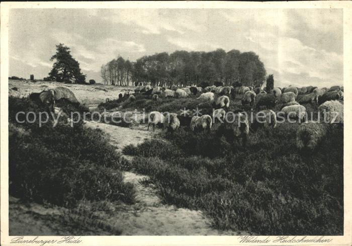 Schafe Lueneburger Heide Weidende Heidschnucken