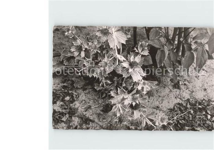 Blumen Stranddistel Borkum