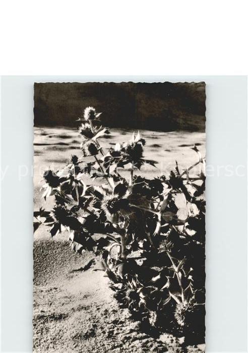 Blumen Stranddistel Insel Amrum