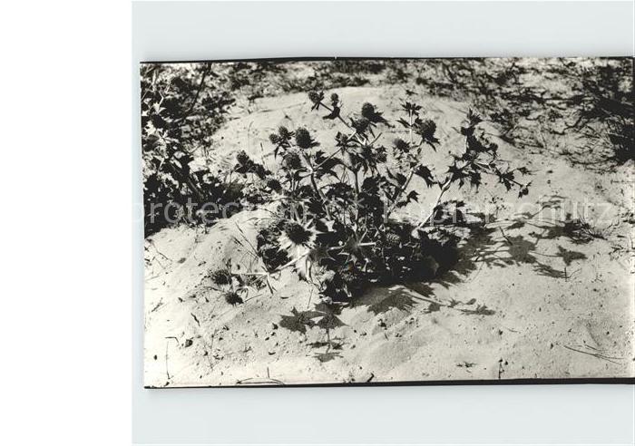 Blumen Stranddistel Seemannstreu