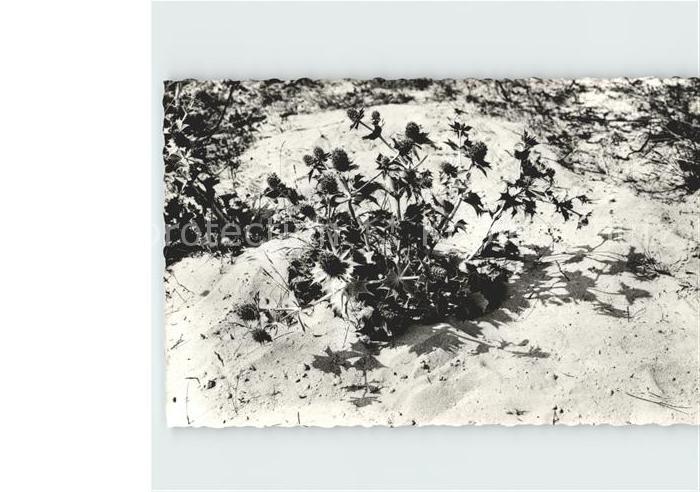 Blumen Stranddistel Seemannstreu