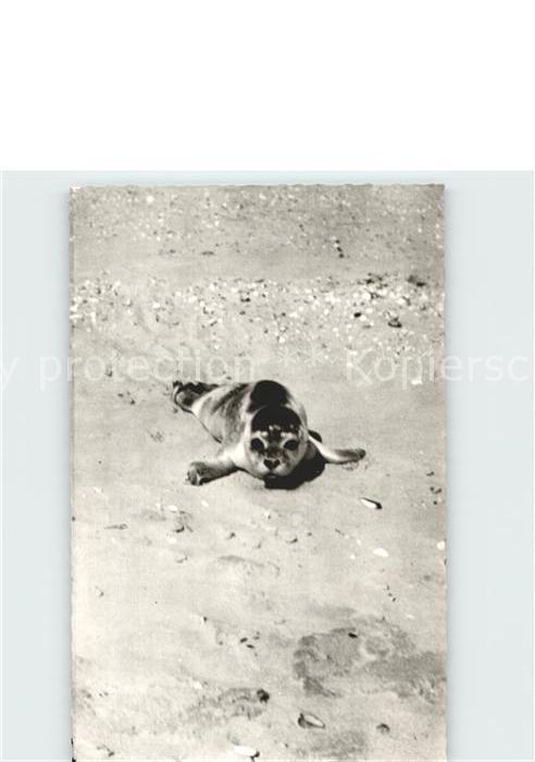 Seehunde Robben Junger Seehund Watt Nordsee