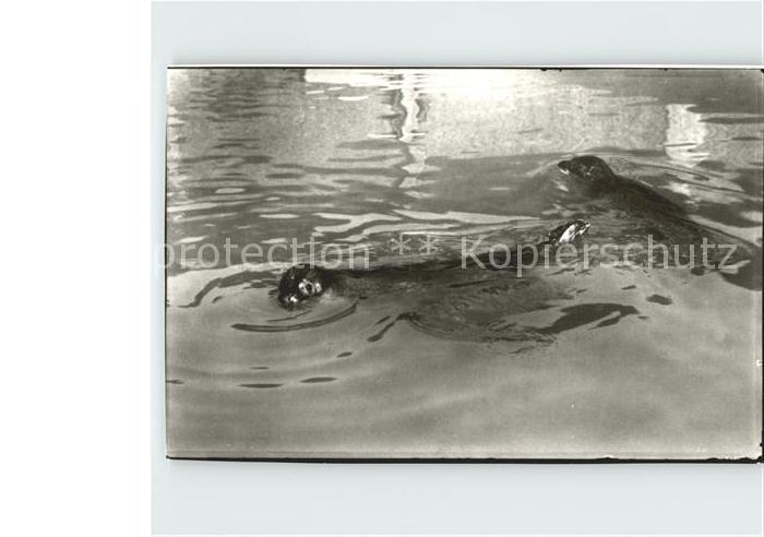 Seehunde Robben Nordsee