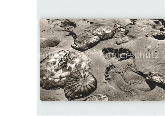 Meerestiere Quallen Strand