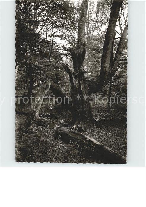 Baeume Trees Bockhorn Neuenburger Urwald