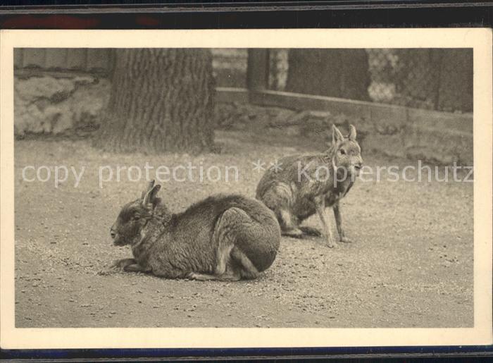 Tiere Mara Pampashasen