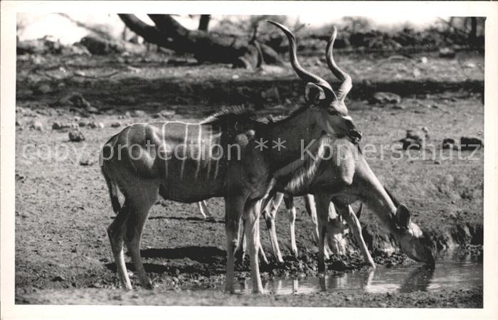 Tiere Grosser Kudu Omaruru