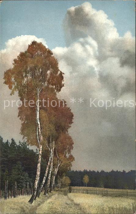 Verlag Photochromie Nr. 1655 Dresdner Heide Birken Hofewiese