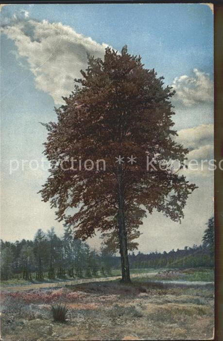 Verlag Photochromie Nr. 1670 Dresdner Heide Buche Heidemuehlenstrasse