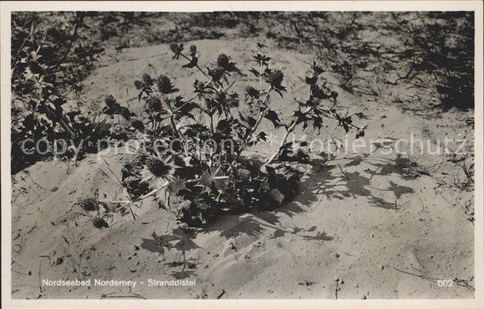 Blumen Stranddistel Norderney