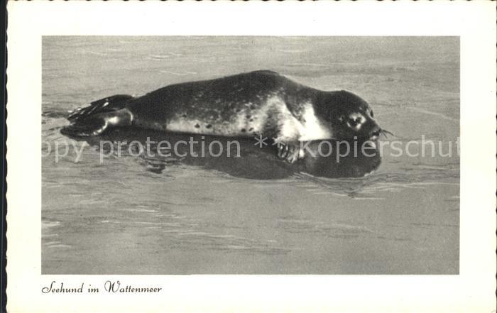 Seehunde Robben Wattenmeer