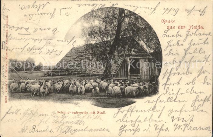 Schafe Heide Schnuckenherde Stall