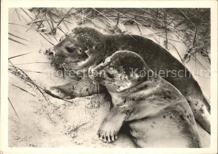 Seehunde Robben Insel Sylt