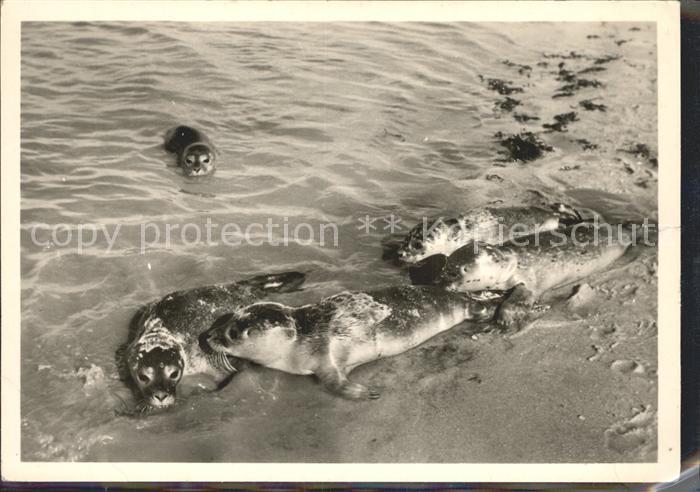 Seehunde Robben Insel Sylt