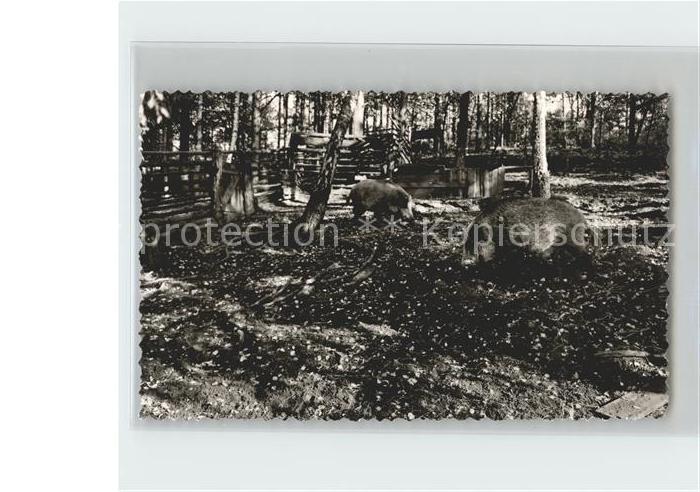 Schweine Wildschweine Gasthof zur Goehrde