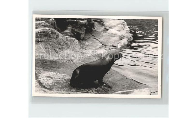 Seehunde Robben Westerland Sylt