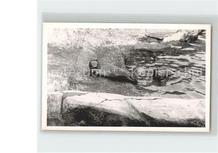 Seehunde Robben Westerland Sylt