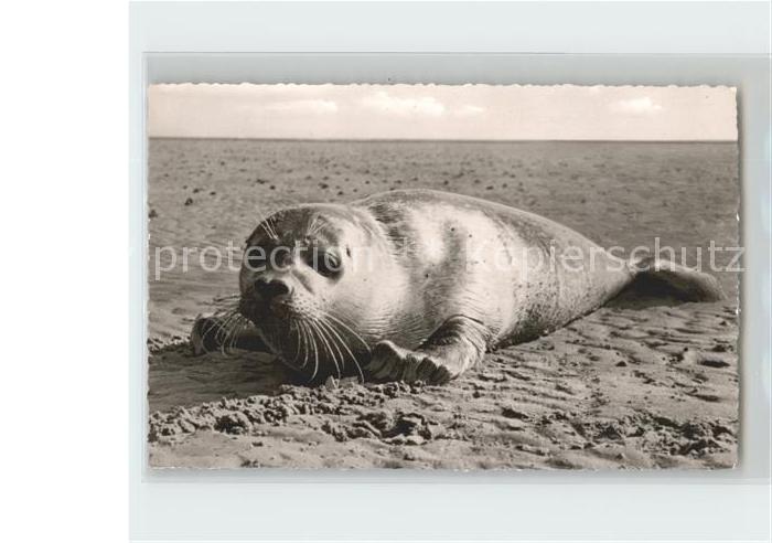 Seehunde Robben Insel Sylt