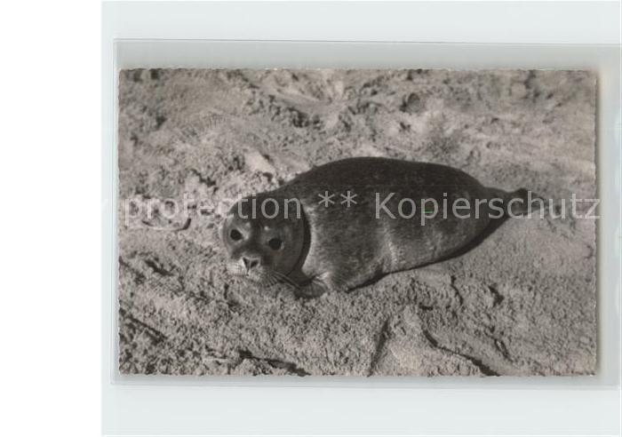 Seehunde Robben Insel Sylt