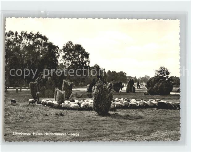 Schafe Lueneburger Heide Heidschnucken-Herde