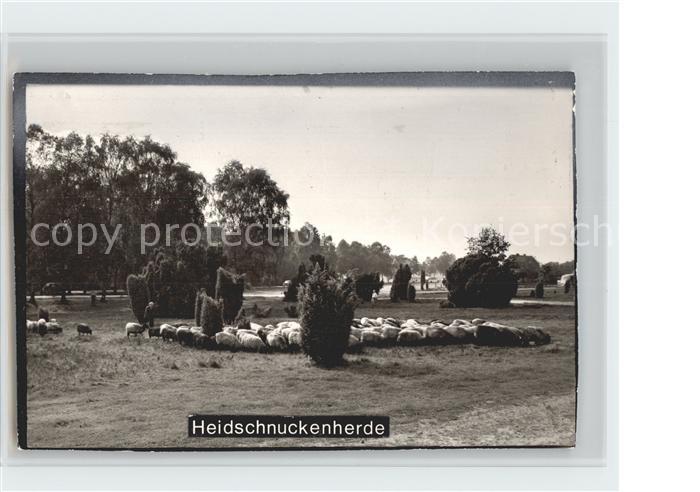 Schafe Lüneburger Heide Heidschnuckenherde