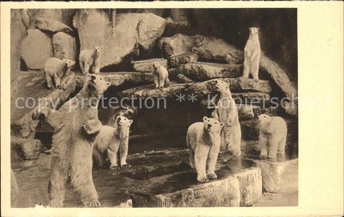 Hagenbeck Tierpark Stellingen-Hamburg Eisbaerenschlucht