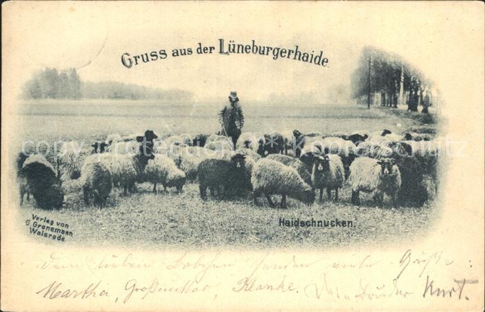 Schafe Lueneburgerhaide Haidschnucken Hirte